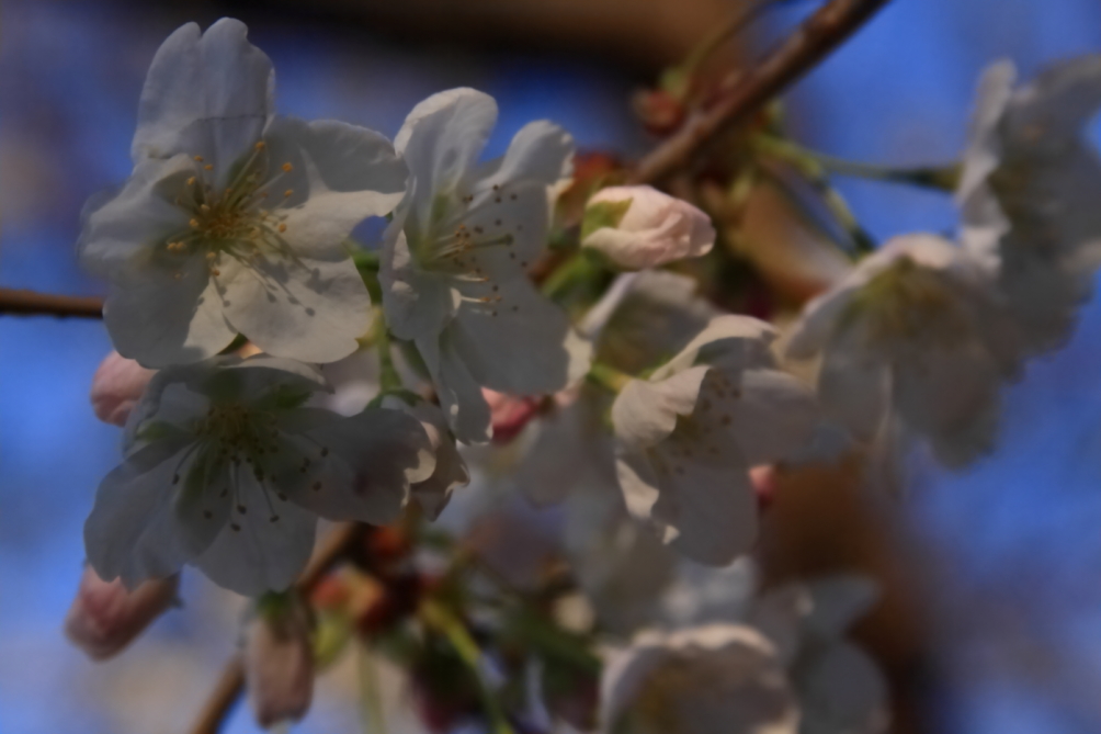 2011 04 21 IMG 28116e